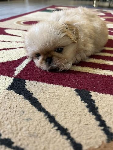 İtlər: Pekines — 8