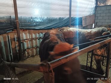 купить домик для кошки недорого: Продаю | Корова (самка), Тёлка, Музоо, торпок