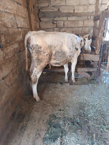 afcarka balası: Dişi, Holsteyn, il: 1