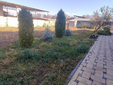 семена клевера в бишкеке: Саженцы деревьев: Туи