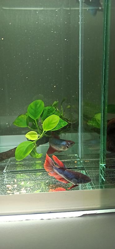 belamor balığı: Betta (Petuşok balığı), Yırtıcı — 9