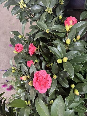камелия: Камелия японская (Camellia japonica) — декоративный вечнозелёный — 1