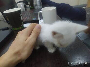 английская кошка: Мышык бекер берилет: Породасыз, 1 айлык, Ургаачы