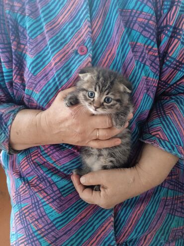 продажа вислоухих шотландских котят: Вислоухая девочка полукровка,в добрую и заботливую семью!!!