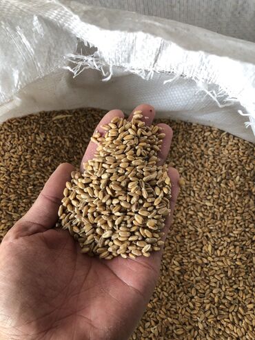 цена пшеницы в бишкеке 2023: Семена и саженцы Пшеницы, Самовывоз, Платная доставка
