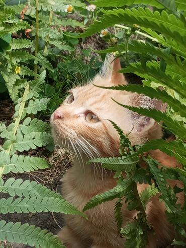 котенок в добрые руки: ❤️ Отдадим котенка в добрые руки ❤️ • Мальчик • 5 месяцев • С