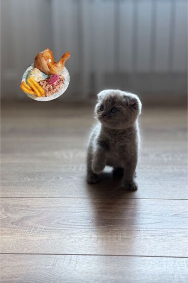 рыжий вислоухий котенок купить: Скотиш Фолд (Шотландская вислоухая), 1 месяц, Мальчик, Голубой, Приучена к лотку, Проглистована