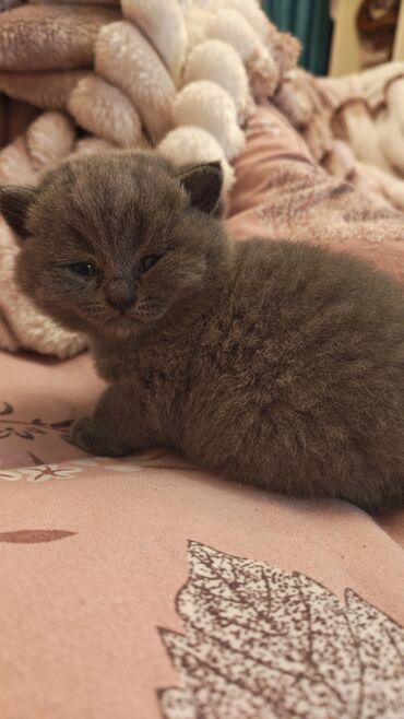 Pişiklər: Şotland — 2