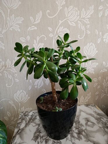 cut bitkisi: Pul ağacı (Crassula ovata) – dekorativ sukulent - Növ: Crassula