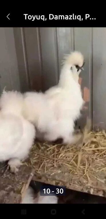 Toyuqlar: Toyuq, Damazlıq, Pulsuz çatdırılma -da lalafo.az — 18 Toyuqlar: Toyuq, Damazlıq, Pulsuz çatdırılma — 18