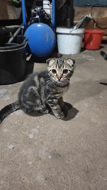 котенок вислоухая: Скотиш Фолд (Шотландская вислоухая), 2 месяца, Девочка — 1