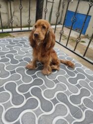 İtlər: Koker spaniyel, 1 il, Erkek, Peyvəndli -da lalafo.az — 6 İtlər: Koker spaniyel, 1 il, Erkek, Peyvəndli — 6