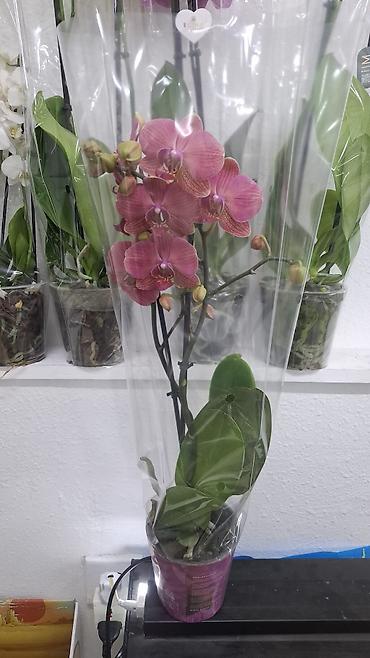 Digər bitkilər: Phalaenopsis orkide – saksıda, müxtəlif rənglərdə Məhsulun — 4