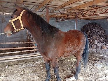 Лошади, кони: Продаю | Кобыла (самка) | Рабочий | Племенные — 4