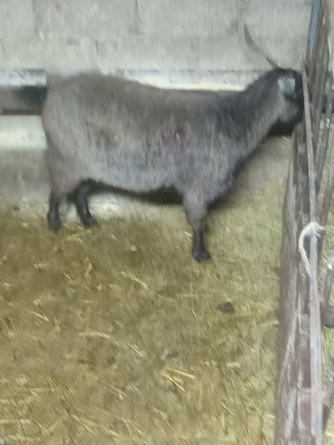 уй животный: Продаю | Коза (самка) | На забой