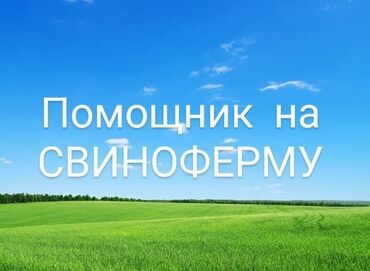 швея ночная смена: Требуется помощник на СВИНОФЕРМУ 30-45 лет, русскоязычный ! Работа