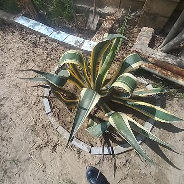 su dasl: Aqava americana “Variegata” – dekorativ sukulent - Növ: Agave — 1