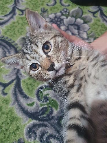 отдам даром котенка бишкек: Котята в добрые руки бесплатно. Очень ласковые и дружелюбные котята — 4