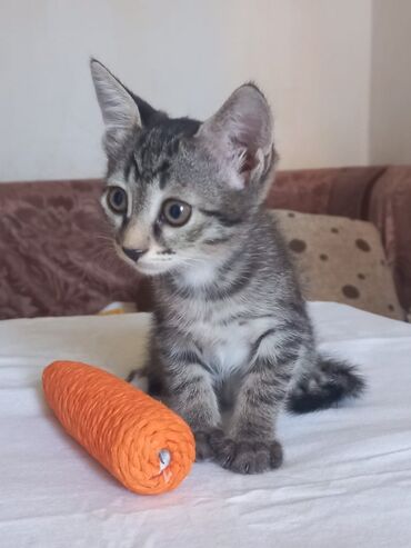 дрессировка собак баку: Yumşaq oyuncaq – pişik üçün “yerkökü” formalı dırmaq oyuncağı. -