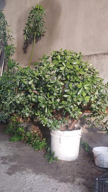 Комнатные растения: Крупное комнатное растение — денежное дерево (Crassula ovata — 4