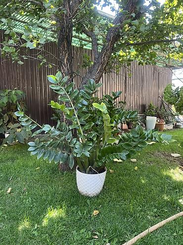 район юг 2: Продаю замиокулькасы (долларовое дерево, Zamioculcas zamiifolia) в — 1