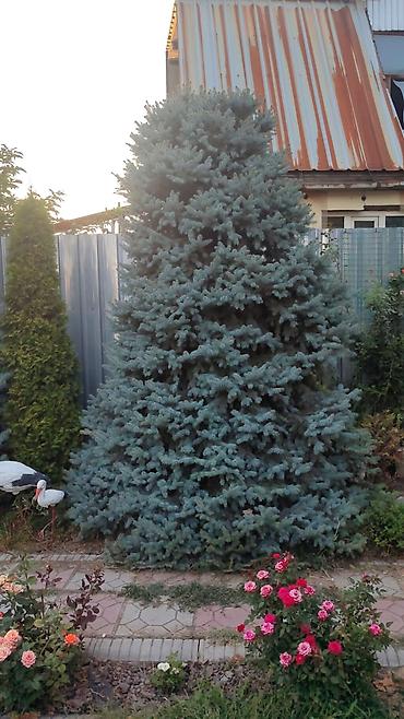 Ель голубая (еловая голубая/колючая, Picea pungens) крупномер для