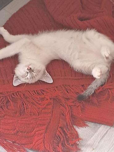 сухой корм для кошек: Кошки и котята – домашние любимцы - На фото несколько кошек разного — 6