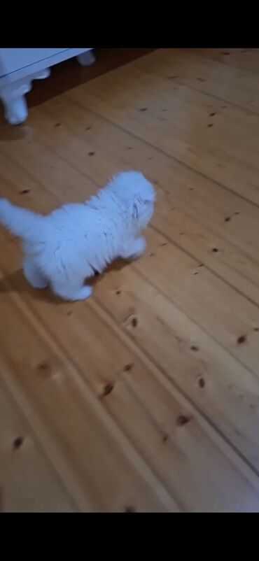 Pişiklər: Şinşilla, Dişi — 8