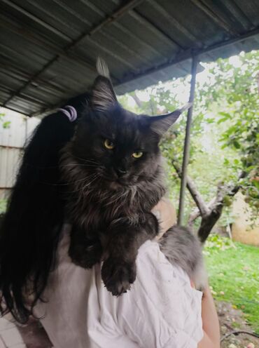 Продажа кошек: Породистые котята мейн-кунов.🧿🧿🐈‍⬛ Дата рождения 30.08.2025 года.От