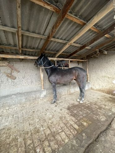 Лошади, кони: Продаю | Конь (самец) | Рабочий — 1