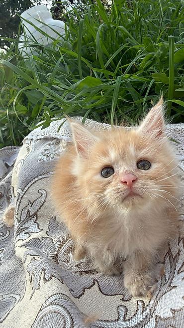 арашан ко: 2 айлык, Эркек — 7