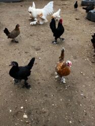 Toyuqlar: Toyuq, Yumurtalıq, Ünvandan götürmə — 5