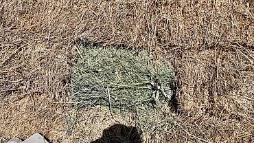 Корма для с/х животных: Чуй ичи доставка бесплатно. Экинчи кос беде. Сено в тюках — 2