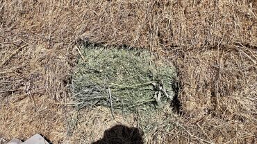 Корма для с/х животных: Сено в тюках - Формат: прямоугольные тюки, плотная перевязка — 2