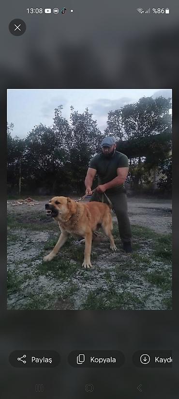hovsanda cuce satisi: Salam iti satram tecili dagsdan sortudu 4 yaş yarmdı qiymeti 170 — 1