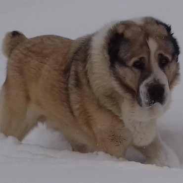 İtlər: Алабай (Alabay) Племенной питомник предлагает щенков среднеазиатской — 4