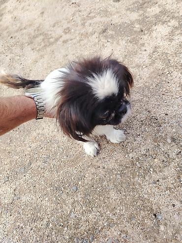 it bala: Dişi pekines — 1