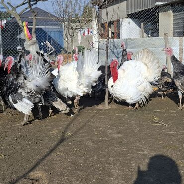 Hinduşka: Erkək, Amerika, Damazlıq, Ünvandan götürmə — 4