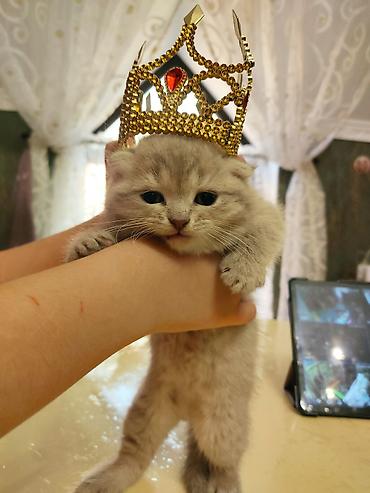 Pişiklər: Britan yastı qulaq — 4