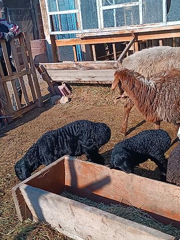 Баран, овца: Продаю | Ягненок | На забой | Племенные — 22