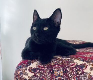 шотландская кошка скоттиш страйт: Отдам даром котёнка-девочку, 3 месяца. Приучена к лотку