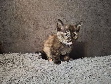 лошадь лошадь: Кошка даром: Беспородная, 2 месяца, Мальчик, Приучена к лотку