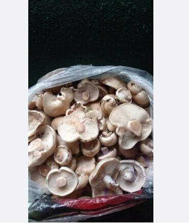 грибы эноки: Грибы Оптом, Самовывоз