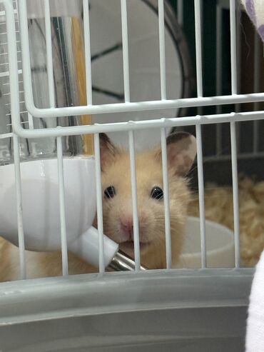 енот полоскун: Продаю сирийских хомяков с клеткой очень тихие и игривые не кусаются