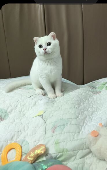 в добрые руки котята: Şotland