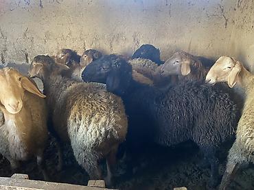 Баран, овца: Продаю | Баран (самец) | Гиссарская, Арашан | Для разведения, На забой | Осеменитель — 4