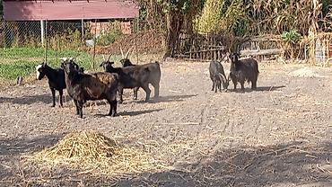 Продам с/х животных: Продаю | Коза (самка), Козёл (самец), Козлёнок | Полукровка, Зааненская | На забой, Для разведения, Для молока | Племенные, Осеменитель — 2