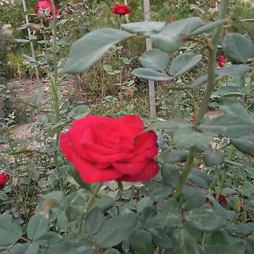 pelarqoniya bitkisi: Həmişəyaşıl dekorativ kollar – landşaft və hedc üçün - Bitki — 8