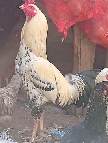 bit daragi harada satilir: Satılır: heyratı xoruz - Cins tipi: Salam heyratı xoruz, satılır — 2