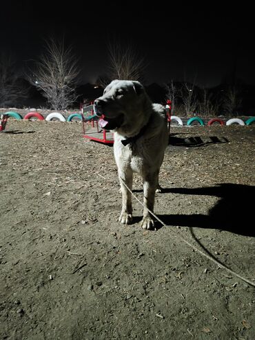 ахотничий собака: Алабай 2 года кобель рост в холке 80+ тяж чисто белого окраса